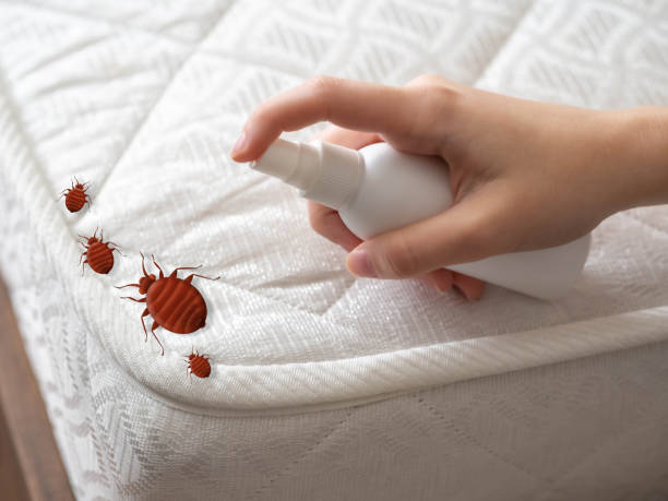 Best Wasp Removal Services  in Churchill, PA